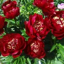 Пион Бакай Белле, 2/3n, 1шт