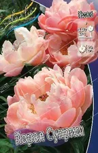 Пион Корал Суприм Paeonia hybrid Coral Supreme 2/3n 1шт, капер, Колорлайн