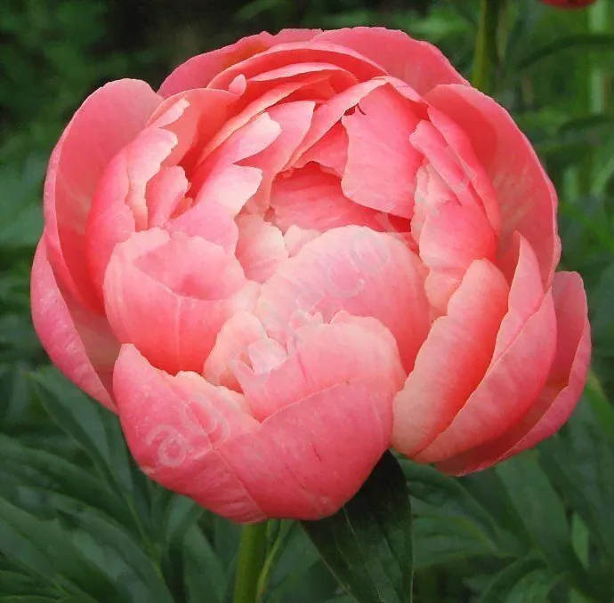 Пион Coral Charm (Корал Чарм)