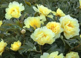 Пион Йеллоу Краун (Yellow Crown)