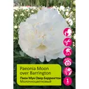 Пион молочноцветковый Мун Овер Баррингтон 1шт /Paeonia Moon over Barrington