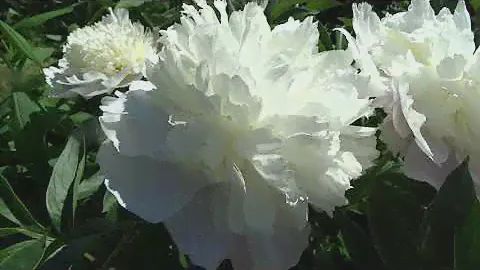 Пион ТОЧ ОФ КЛАСС 🌿🌸 Paeonia TOUCH OF CLASS: обзор, описание, цветение, отзыв