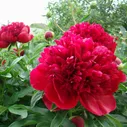 Пион Red Charm 3/5