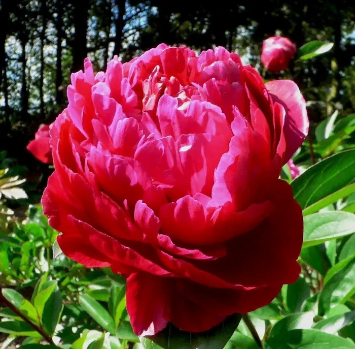 Пион молочноцветковый Red Sarah Bernhardt - Ред Сара Бернар-0