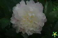 Пион травянистый 'Блаж Квин' / Paeonia 'Blush Queen'