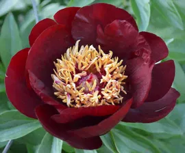 Пион Чоколит Соулдже (Paeonia Chocolate Soldier)