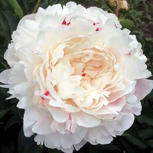 пион Ник Шейлор (коллекционный)