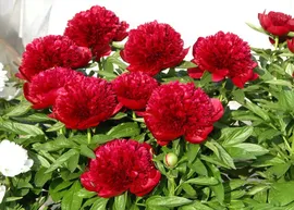 Пион Ред шарм (Red charm)