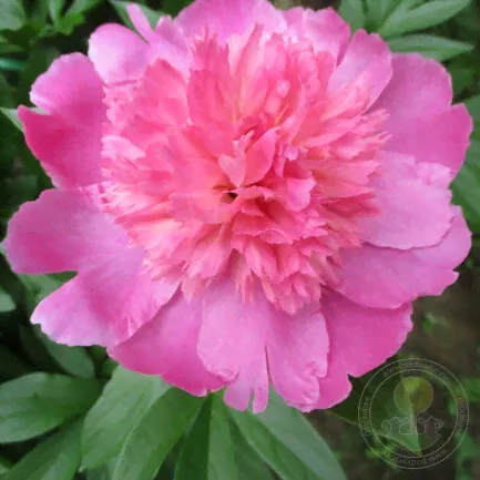 Пион Пинк Камео (Paeonia Pink Cameo)