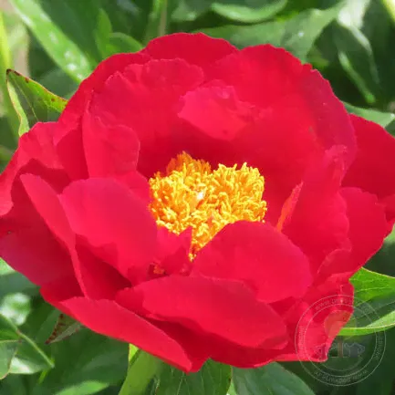 Пион Макинак Гранд (Paeonia Mackinac Grand)