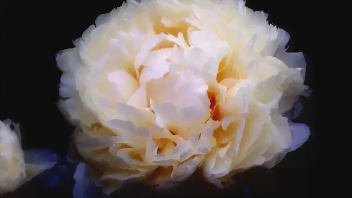 Peony Bowl of Cream - www.peonyshop.com