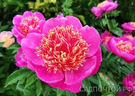 Пион травянистый Неон, Paeonia Neon