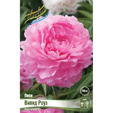 Саженец ОКС Пион Vivid Rose