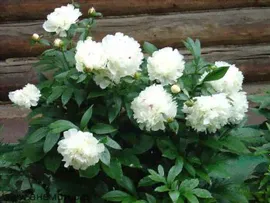 Пион древовидный Белый Кристалл (Paeonia Suffruticosa Shui jing bai)