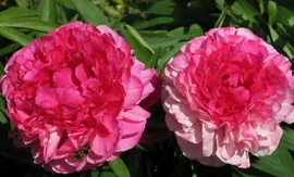 Пион Rose Heart