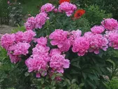 Пион молочноцветковый "Edulis" (Эдулис)