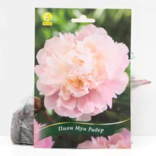 Пион Мун Ривер травянистый, р/р 2/3, 1 шт
