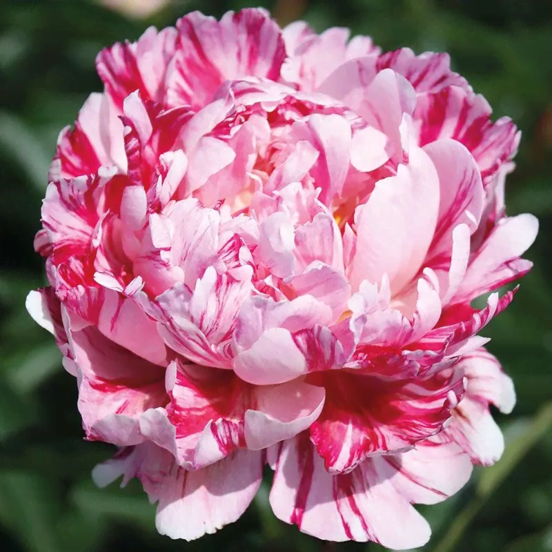 Пион молочноцветковый Кэнди Страйп (Paeonia Candy Stripe) 6л