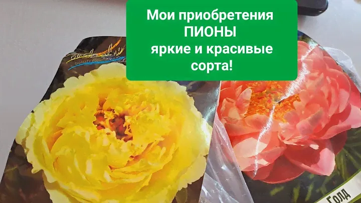 РАДОСТНЫЕ ПРИОБРЕТЕНИЯ. ПИОНЫ. КРАСИВЫЕ И ЯРКИЕ СОРТА.