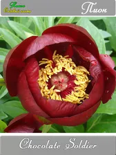 Paeonia Chocolate Soldier Пион Шоколадный Солдатик (Auten 1939 США)