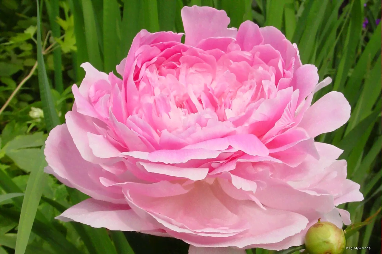 Пион Paeonia Pink Giant 3/5-0