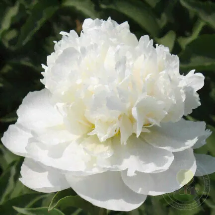 Пион Сюэ Фэн / Снежный Пик / Ариа / Paeonia Xue feng / Snow Peak / Aria (Стандартная деленка, 2-3 почки, пр-во Китай)