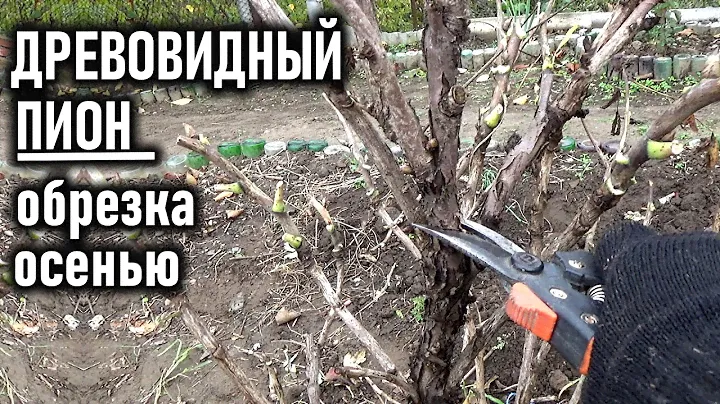 Как я обрезаю древовидный пион осенью