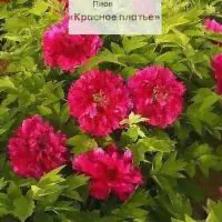 Пион Древовидный Красное <strong>платье</strong>