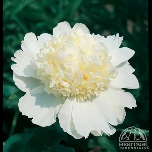 Paeonia Charles White Пион Чарльз Уайт