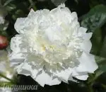 Пион древовидный обычные сорта Вайт (белый, лотосовидный, средний)