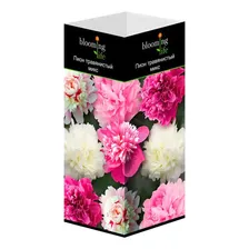 Пион травянистый микс Blooming life