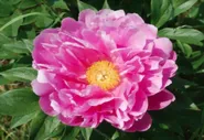 Пион Импоссибл Дрим (Paeonia itoh Impossible Dream)