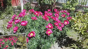 Пион молочноцветковый ранний или Марьин кореь