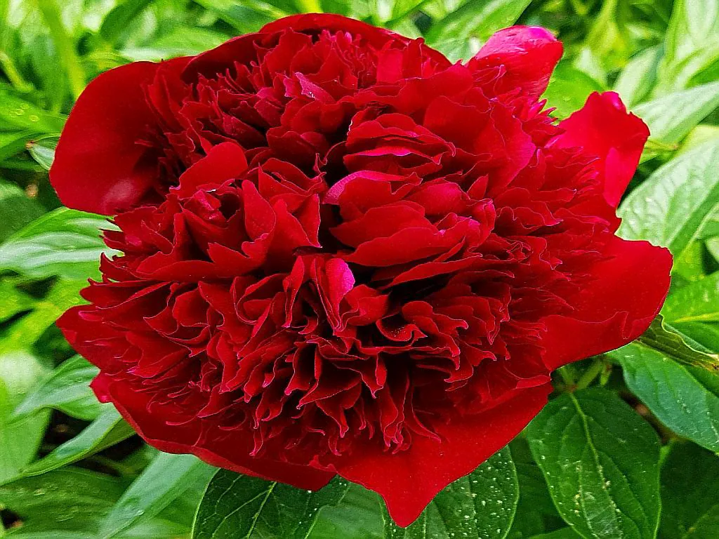 Пион травянистый "Ред Шарм" (красн) / Paeonia "Red Charm" С3 22-0