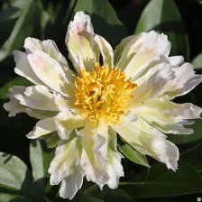 Пион молочноцветковый Грин Лотус (Paeonia Lactiflora Green Lotus) 5л NEW!