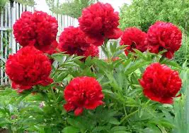 ПИОН ТРАВЯНИСТЫЙ РЕД ДАБЛ Paeonia Lactiflora Red Double
