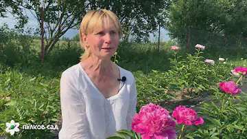 Pink pom pom peony. Пинк пон пон пион
