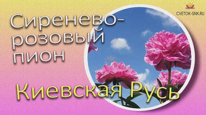 Сиренево-розовый пион Киевская Русь / Сад Ворошиловой