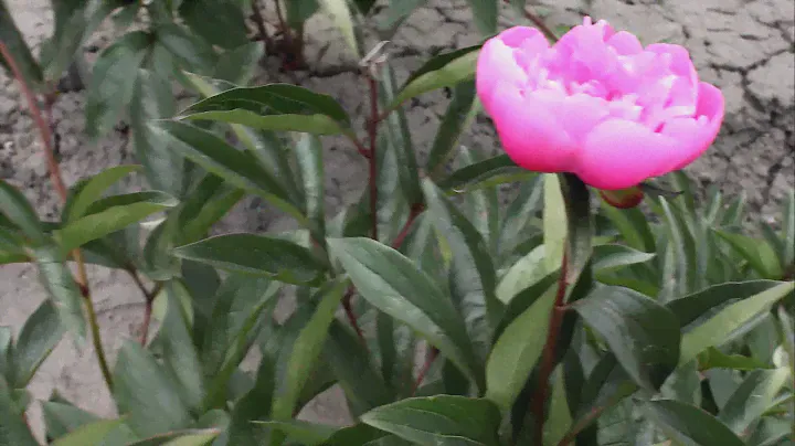 Lactiflora Edulis Supreme | R2 Flowers BV | Peonies