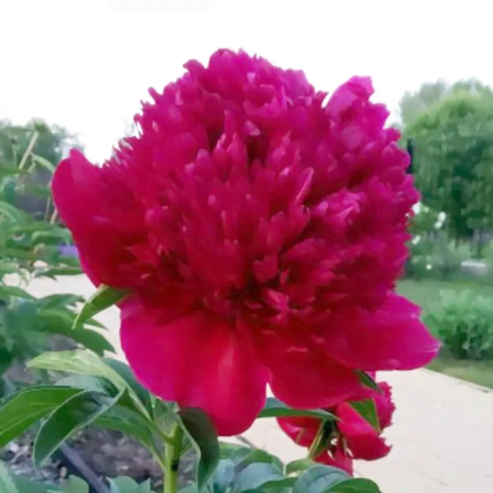 Пион Red Sarah Bernhardt (Ред Сара Бернард)