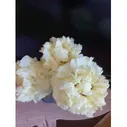 Пион WONDEROUS YELLOW