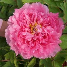 Пион др. Rou fu rong / Pink Water-lily / Розовая водяная лилия / Flesh-pink Hibiscus C3,5