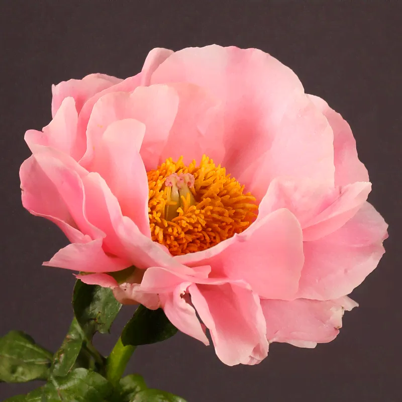 Пион Paeonia Salmon Chiffon 2/3-0