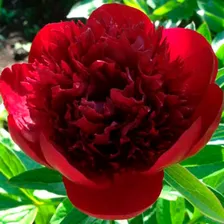 Пион Ред Шарм (Red Charm) С3 Сибирский Агросоюз