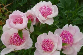 Пион травянистый Ду Телл (Paeonia Do tell)