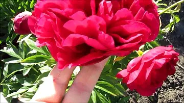 Кэрол пион  ам.гибрид