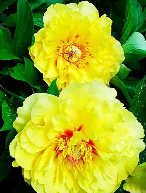 Пион древовидный желтый "Yellow" (корневая окс)