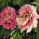 Пион ито-гибрид Хиллари Paeonia Hillary