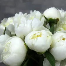 Пион белый «Дюшес де немур», Голландия