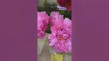 #пион Juliska #flowers #цветы #rose #розы #garden #tulip #gardening #nature